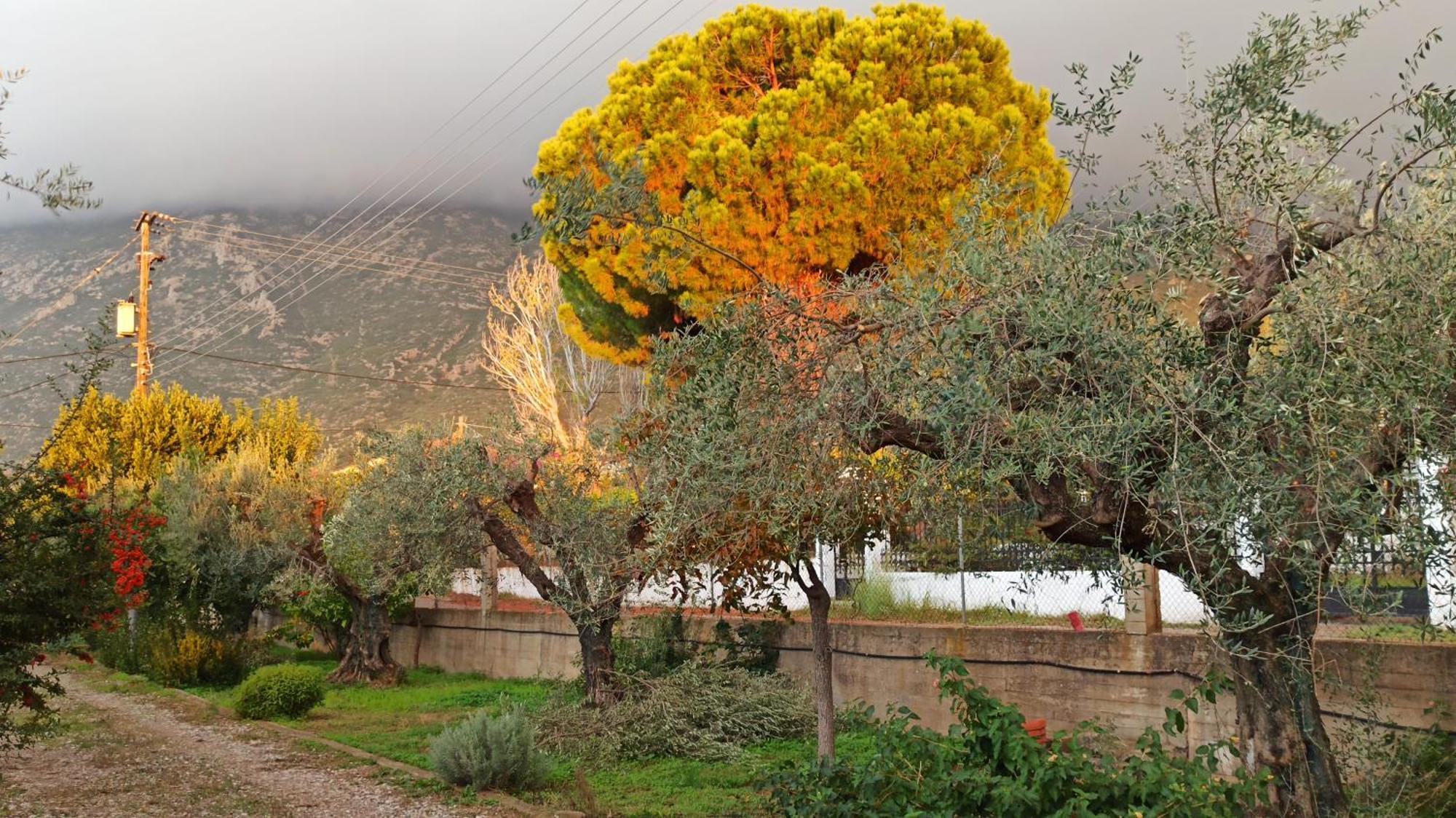 Nafpaktos Cottage By The Sea For Travelers And Dreamers! Eksteriør bilde